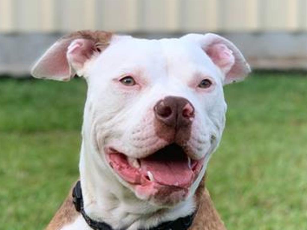 An American Bulldog (like the one pictured) tested positive for the virus. Picture: Jordy Morton.