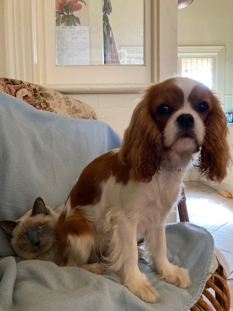 King Charles cavalier puppy Flossie, who is missing and was possibly stolen from a Port Elliot home on June 1, with her housemate and friend, Dido. Picture: Supplied.