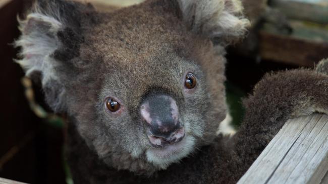 Supplied pic of injured Koalas rescued from the Mallacoota fires, arriving at Phillip Island Nature Park. Please credit: Phillip Island Nature Parks.