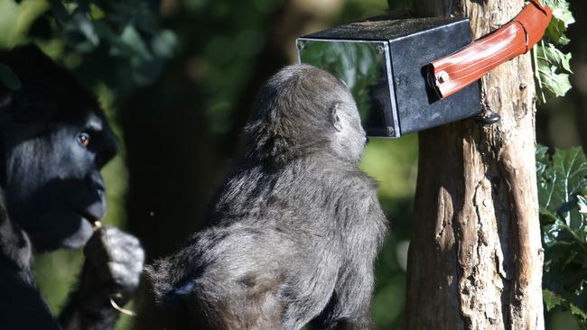 Baby female gorilla Kanzi comes in for her close-up shot from the camera hidden in the steel box. Picture: David Caird