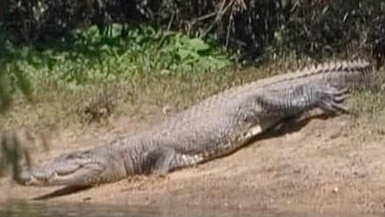 A big fella snapped at Kennedy Bend at Lakefield National Park this week. Picture: Peter Foote