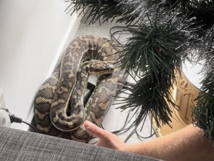 A 2.5 metre carpet python was found curled up under a christmas tree in Helensvale.