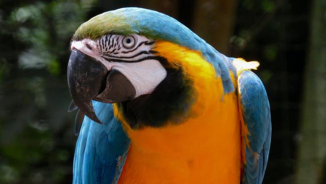 Do you remember the bird park at Bloomsbury service station? Email heidi.petith@news.com.au. Picture: Jaime Dantas