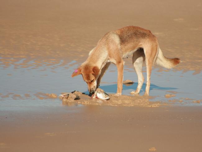 A dingo having a feed of fish on K’gari.