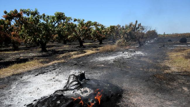 Allan Stewart lost about $600,000 worth of mangoes. PICTURE: STEWART MCLEAN