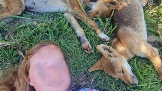 Jennifer Parkhursts’s comments follow a spate of incidents between people and dingoes at K’Gari in the past three months, including two women being fined for interacting with the animals at the island. The pair uploaded images of these interactions onto social media.