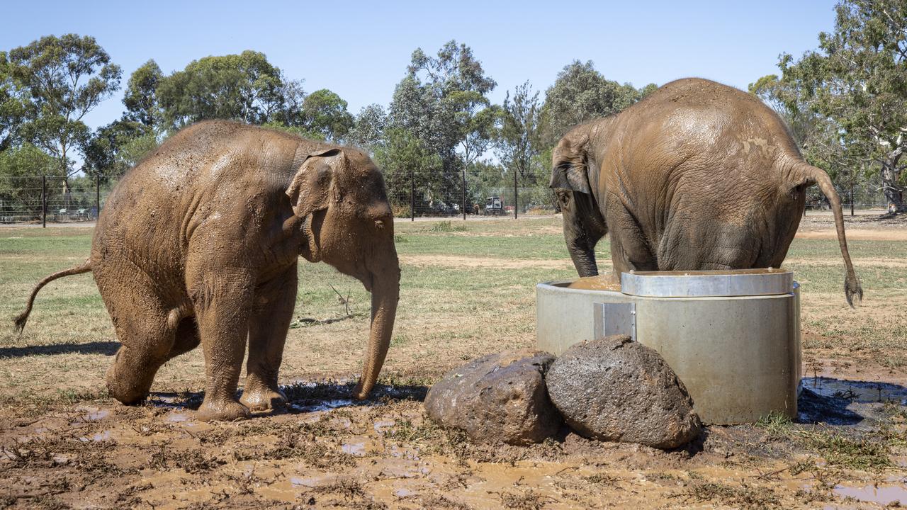 The elephants wasted no time getting acquainted with their new mud wallows. Picture: supplied