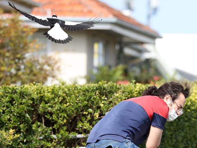 PHD student Amir Ganjavi, 31, being attacked by the same magpie. Picture: Liam Kidston