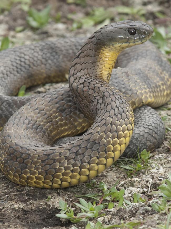 Tiger snakes may exceed 2m and are common near swamps and wetlands and water.