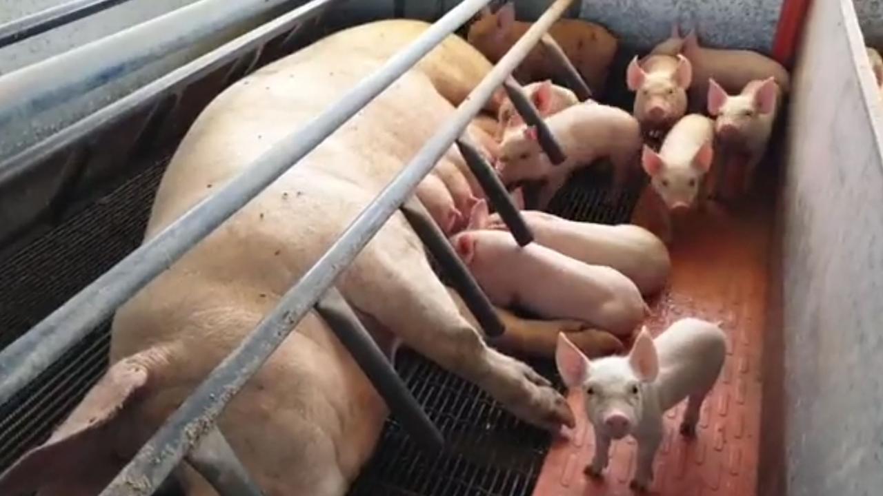 Farrowing crates are supposedly used to protect piglets being crushed by their mother.