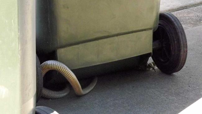 An Eastern Brown snake is currently stopping pedestrians at Casino.