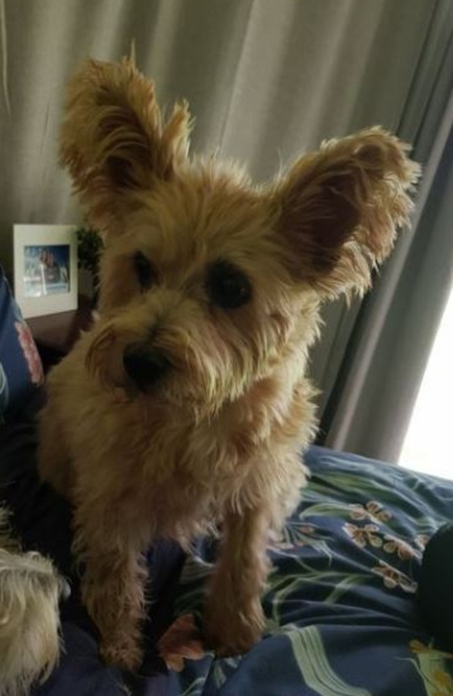 Buffy, one of the senior dogs taken in by Ms Goullet at her Sanctuary for Senior Dogs. Picture: Facebook