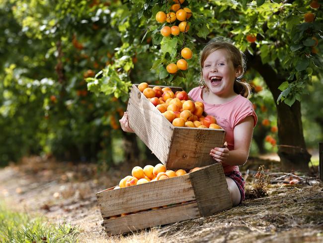 Hannah, 8, with lots of fresh apricots at Rayner's Orchard in Woori Yallock. Picture: David Caird