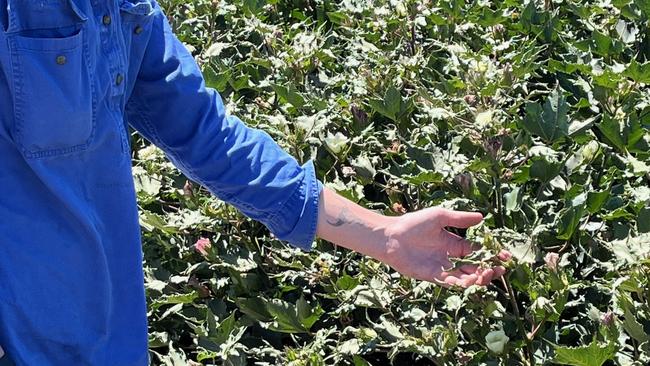 Ella Park from Deniliquin inspects some of the spray drift damage caused by 2,4-D to their cotton crop, where yield losses of up to 40 per cent have been seen.