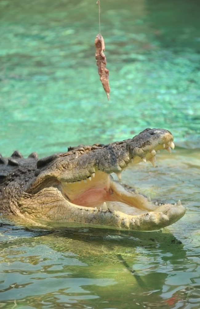 A worker was attacked by Leo (pictured), the 5m saltwater crocodile at Crocosaurus Cove in Darwin. Picture: Facebook/Crocosaurus Cove Darwin