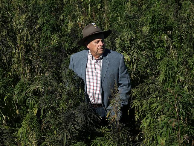 SUNDAY TELEGRAPH SPECIAL NOT TO BE PUBLISHED BEFORE 7TH AUGUST  Barry Lambert in a crop of Industrial Cannabis in the Hunter Valley. Picture by Peter Lorimer.