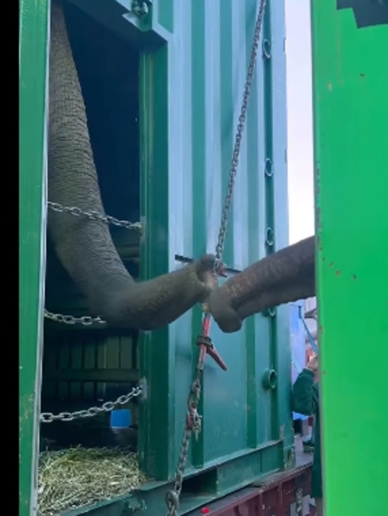 Tang Mo and Pak Boon are seen touching trunks in a sweet image as they prepared to leave Sydney bound for their new safari park in South Australia. Picture: Taronga Zoo Sydney