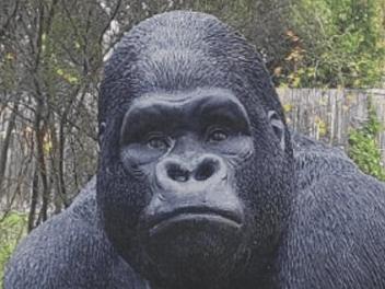 Victoria Police have charged a 33-year-old man for the alleged theft of 'Garry the Gorilla'. Picture: Victoria Police