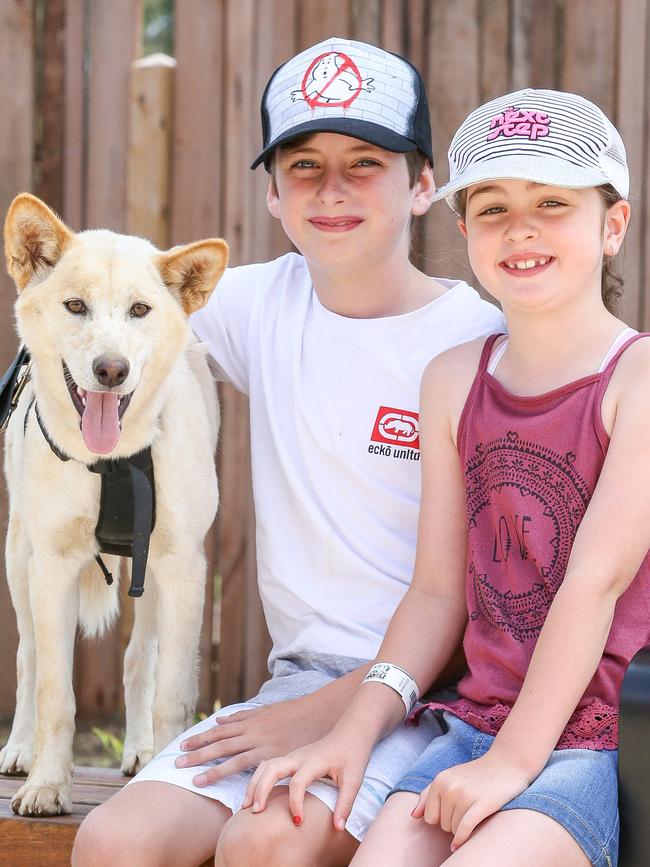 Max, 10 and Eden, 7 meet Kiata the six-month-old dingo. Picture: Tim Carrafa