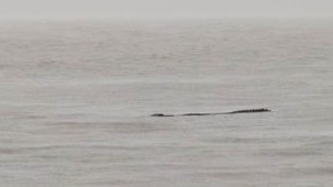 A crocodile at Wilson Beach near the mouth of the Proserpine River. Picture: Ben White