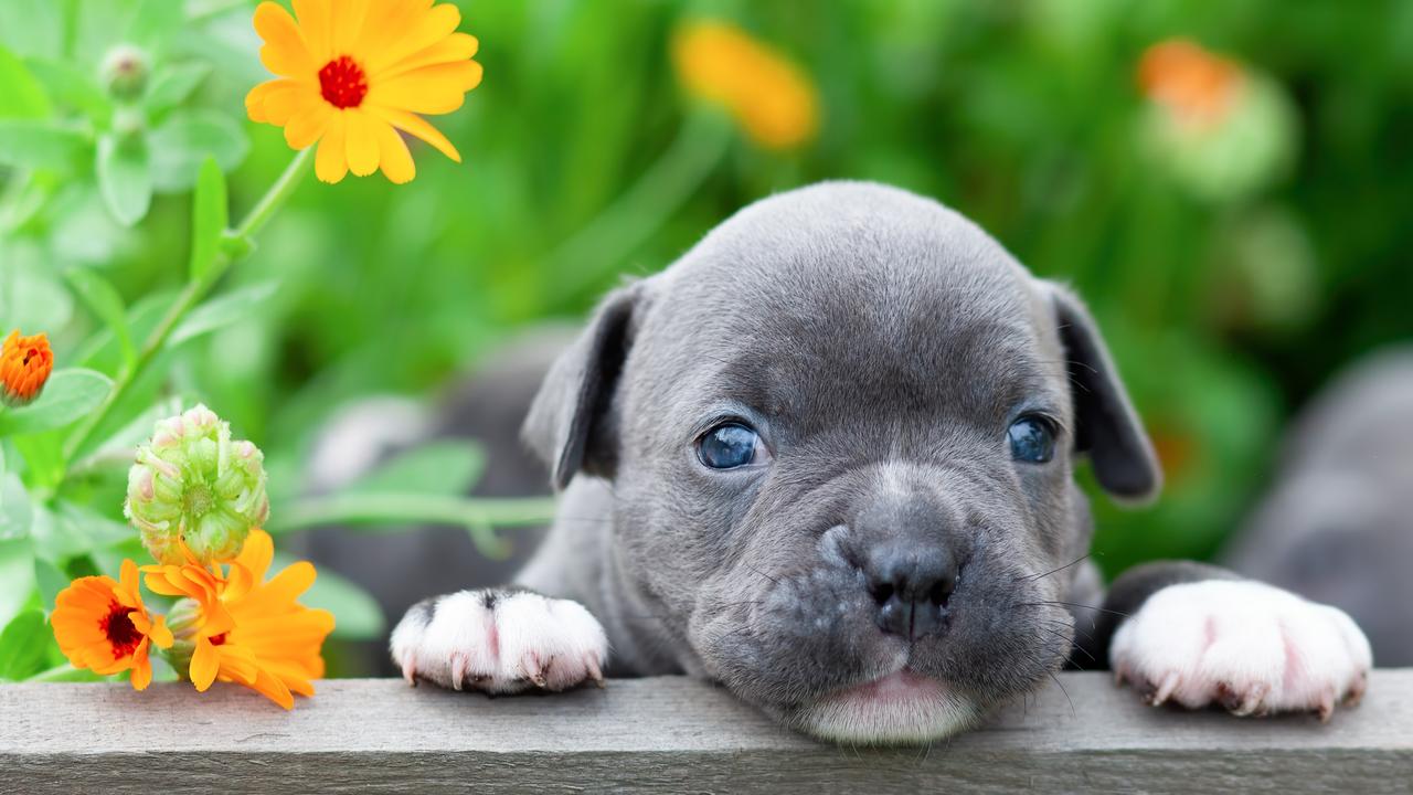 Fur babies can be curious and go anywhere and everywhere they can, so block off areas you don’t want them to go. Picture: iStock.