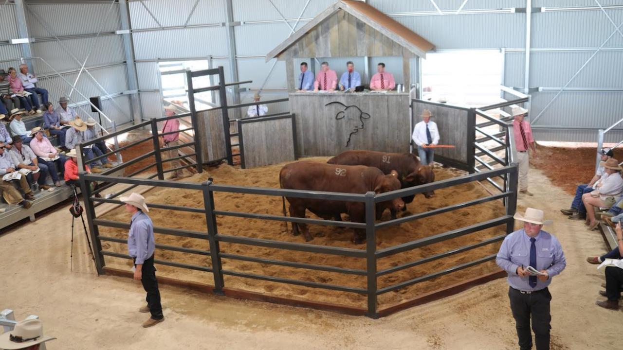 The brand new sale yards were put to the test at Greenup Eidsvold Station 2023 sale.