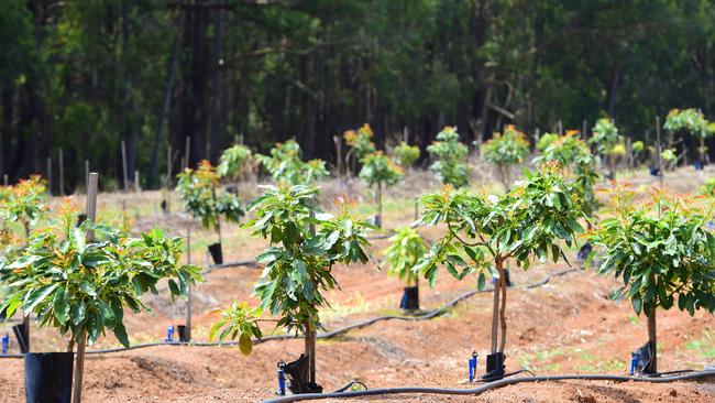 A recent report from Rabobank shows a 21 per cent increase in avocado trees that have produced fruit in WA this season. Picture: Zoe Phillips