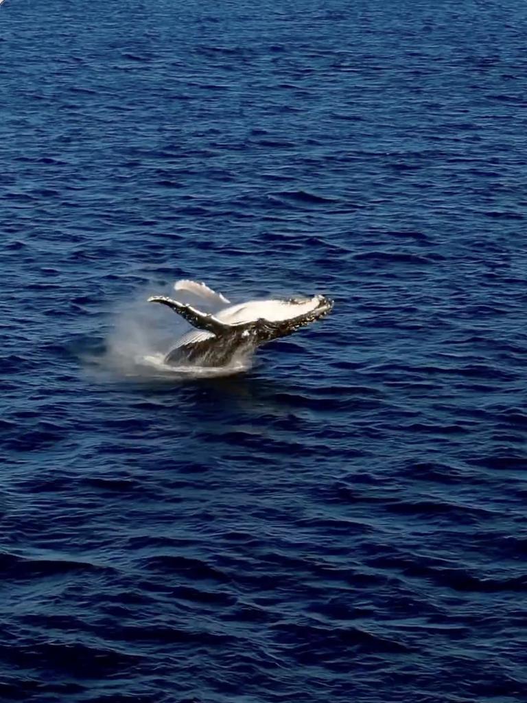 Whales were also seen breaching in succession. Picture: Instagram.