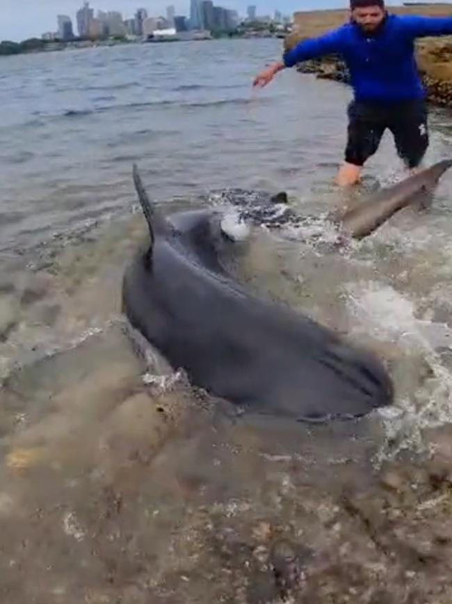 The shark put up an epic display when it was pulled from the water. Credit: @huss—fisho