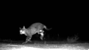 Feral cat being successfully detected, identified, and targeted by a Felixer at Arid Recovery in early 2023. Picture: Supplied