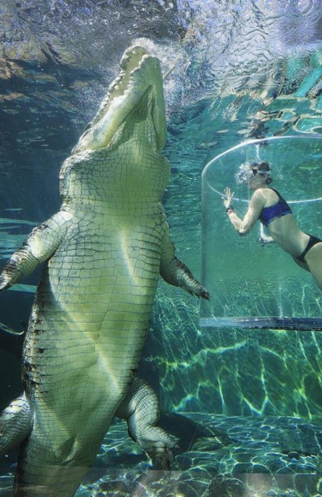 Crocosaurus Cove in Darwin’s pic of Franny Plumridge in the cage of death with a five metre crocodile. Picture: Supplied