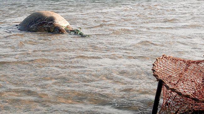 A green turtle died despite the best efforts of rescuers after being caught in a crab pot in the Pumicestone Passage.