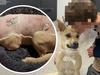 Boy puts attacking dog in ‘headlock’ to save beloved pooch