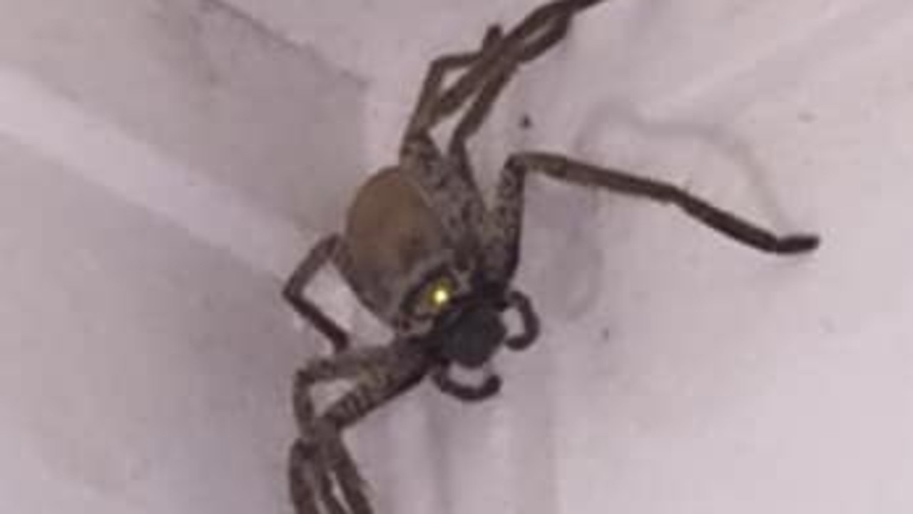 Giant Huntsman Spider Scares Qld Woman Townsville The Courier Mail