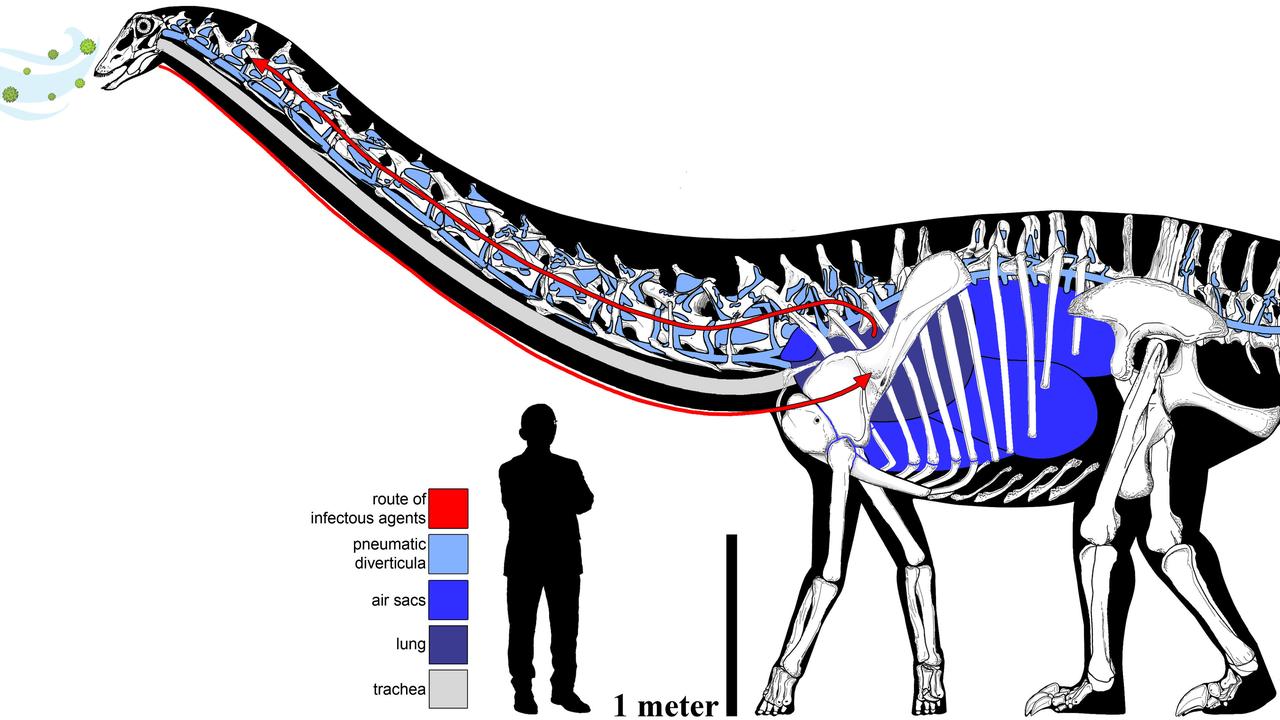 Researchers believe dinosaurs caught colds just like humans. They investigated unusual bony protrusions on a young diplodocid fossil's neck. They believe these bony abnormalities probably grew in response to an infection in its respiratory system. The researchers say this is the first evidence of a respiratory infection in a dinosaur, and it is possible the young diplodocid experienced flu or pneumonia-like symptoms such as weight loss, coughing, fever and breathing difficulties or even died as a result of this illness.
