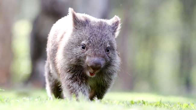 More than 5000 wombats could have been killed in Tasmania under crop protection permits issued since 2014. Picture: NIGEL HALLETT