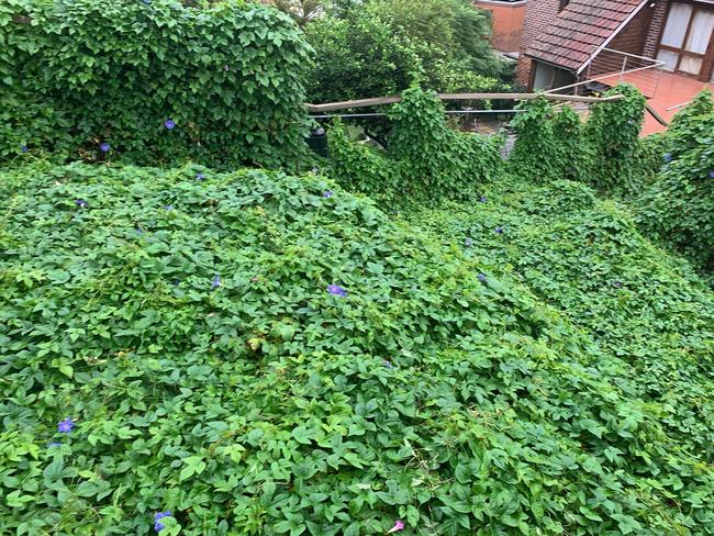 The backyard was covered in Morning Glory, a type of vine, before being cleared up.