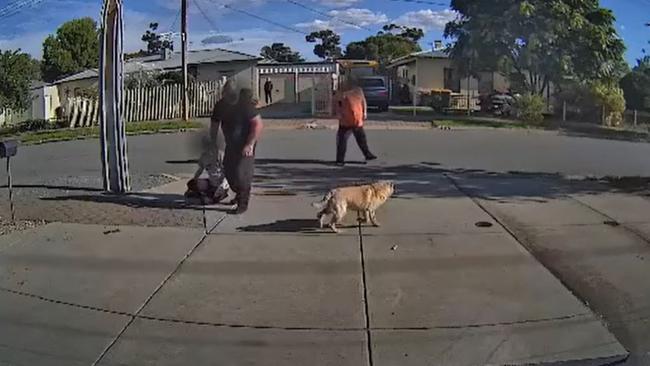 A dog, believed to be a shar-pei, leaves the scene after a vicious attack on a chihuahua in the front yard of a Salisbury North home. Picture: Supplied