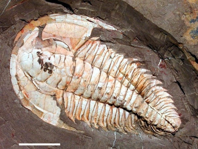 A large trilobite fossil from the Cambrian period. This example was found at Emu Bay on Kangaroo Island, South Australia.