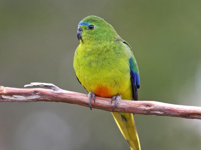 Orange-bellied parrot