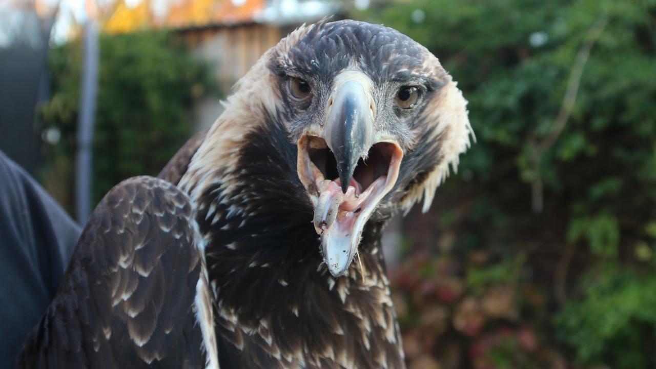 Raptor whisperer’s quest to bring injured wedgies back from brink