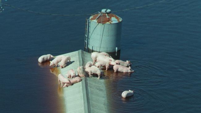 Pigs huddle atop their barn in 1999 to escape floodwaters in North Carolina in the wake of Hurricane Floyd. Picture: AP