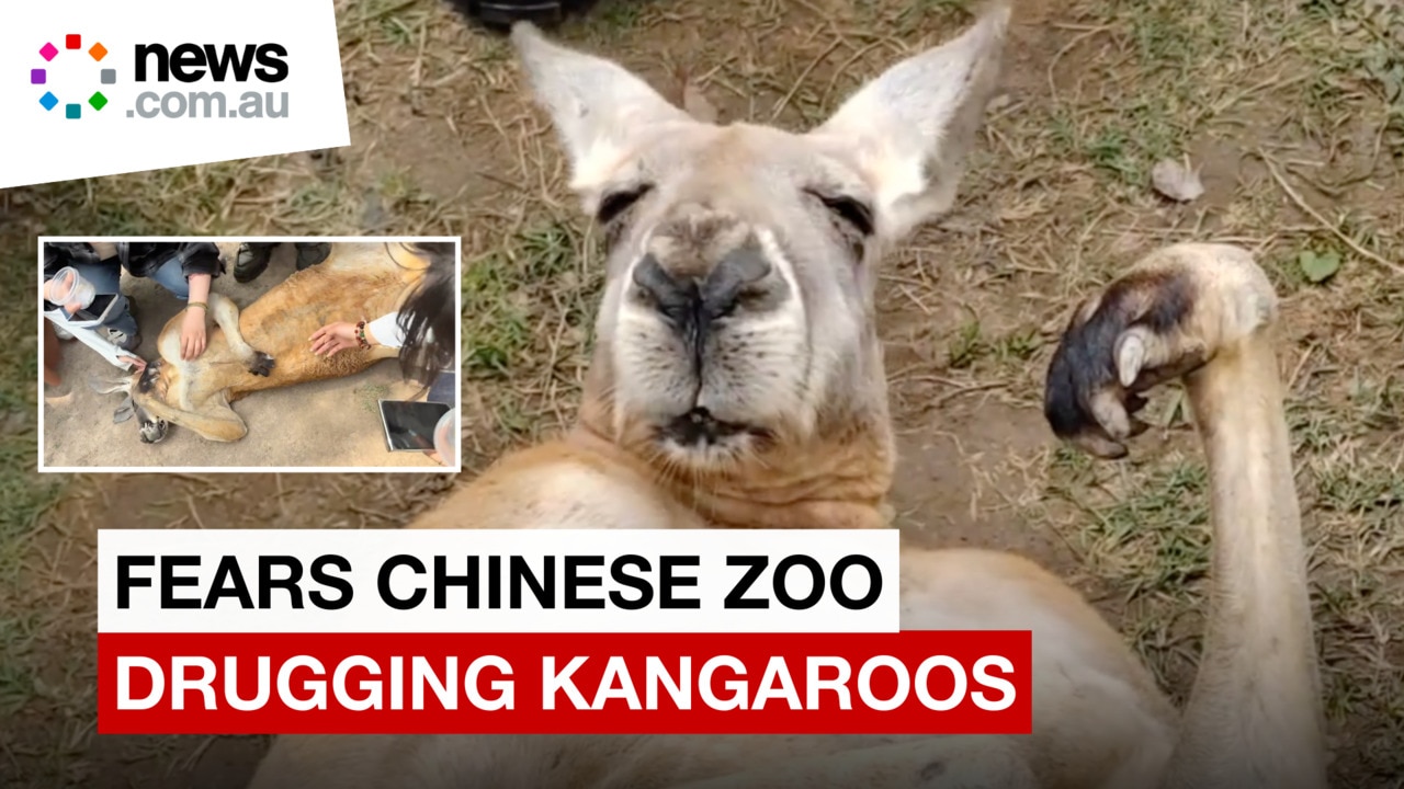 Fear kangaroos are being drugged for tourist selfies