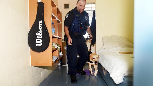 Corrective Services Dog Handler Steve Berthelsen with Nera at the Maryborough Correctional Centre.