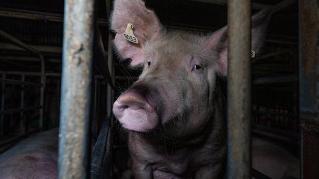 A man has been arrested after police allege a vile act was caught on camera at Midland Bacon in northern Victoria. Picture: Farm Transparency Project