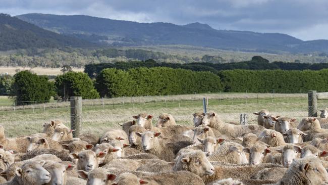 The AEMO has been told to update the information it’s issuing to farmers in the path of a 400km power line project that will run across hundreds of farms in Victoria’s west. Picture: Zoe Phillips