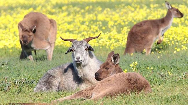 Gary The Goat at Seaford Meadows.