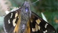 A male Chaostola skipper, listed as endangered and found only in Tasmania. Picture: supplied