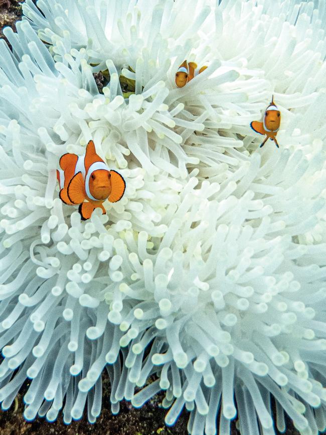 Coral Triangle clownfish in their anemone home. Photography: Chris Schalkx.