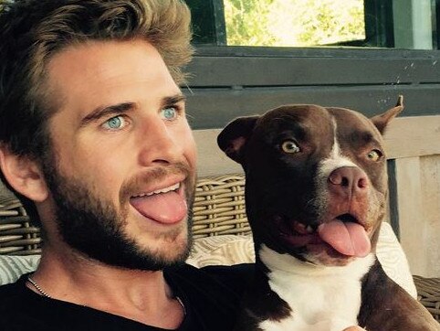 Liam Hemsworth with his rescue dog Tani. Picture: Instagram